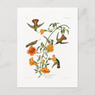 Mangrove Humming Bird Audubon Birds of America Postkarte