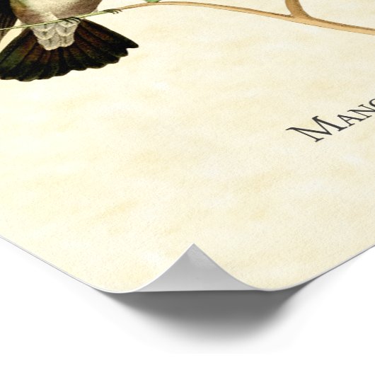 Mangrove Hummingbird Art Print Poster (Ecke)