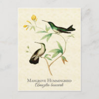 Mangrove Hummingbird Vintag Art