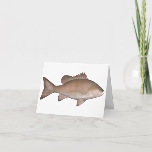 Mangrove-Jack (Vorderseite)