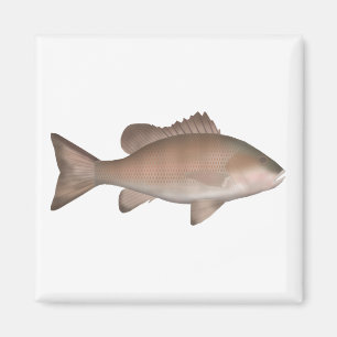 Mangrove-Jack Magnet