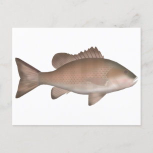 Mangrove-Jack Postkarte