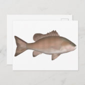 Mangrove-Jack Postkarte (Vorne/Hinten)