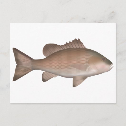 Mangrove-Jack Postkarte (Vorderseite)