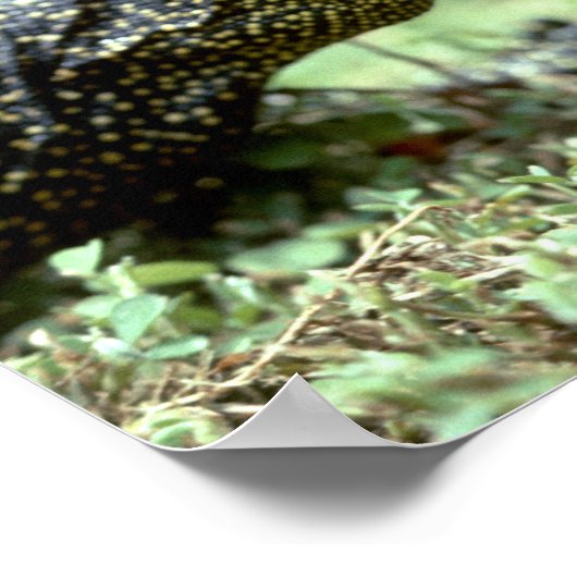 Mangrove Monitor Poster (Ecke)
