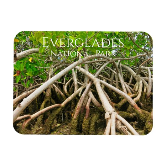 Mangrove Stilt Roots, Sumpf, Everglades Magnet (Horizontal)