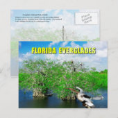 Mangrove Trees & Anhinga, Florida Everglades Postkarte (Vorne/Hinten)