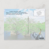 Mangrove Trees & Anhinga, Florida Everglades Postkarte (Rückseite)