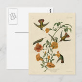 Mangroven-Kolibri Postkarte (Vorne/Hinten)
