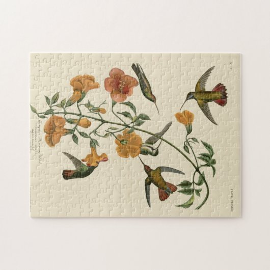 Mangroven-Kolibri Puzzle (Horizontal)