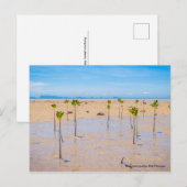 Mangrovenwald Postkarte (Vorne/Hinten)