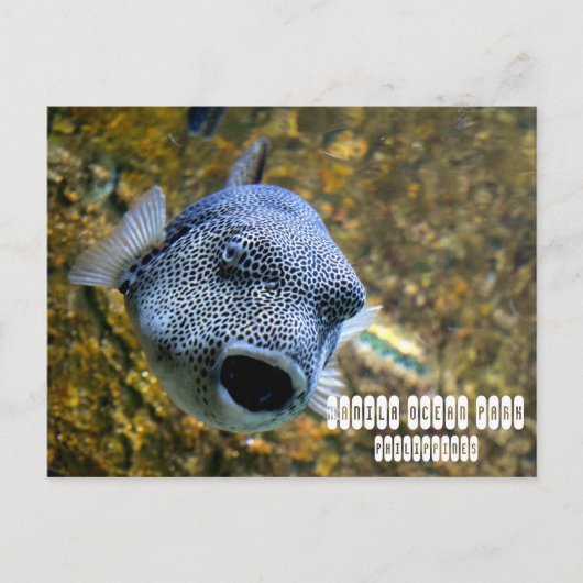 Manila Ocean Park auf den Philippinen Postkarte (Vorderseite)
