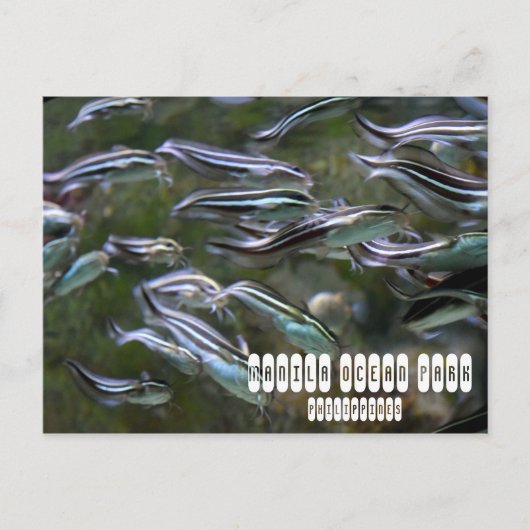 Manila Ocean Park Postkarte (Vorderseite)