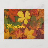 Manitoba Autumn Leaves Postcard Postkarte (Vorderseite)