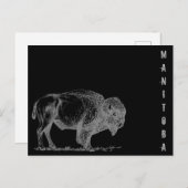 Manitoba Bison Postkarte (Vorne/Hinten)