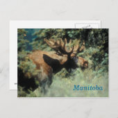 Manitoba-Bulle Postkarte (Vorne/Hinten)