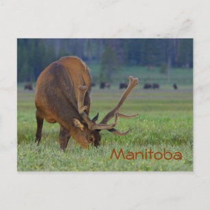 Manitoba-Elch-Postkarte Postkarte