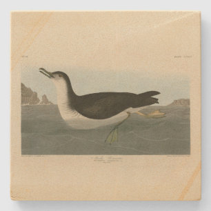 Manks (Manx) Audubons Vögel von Amerika Steinuntersetzer