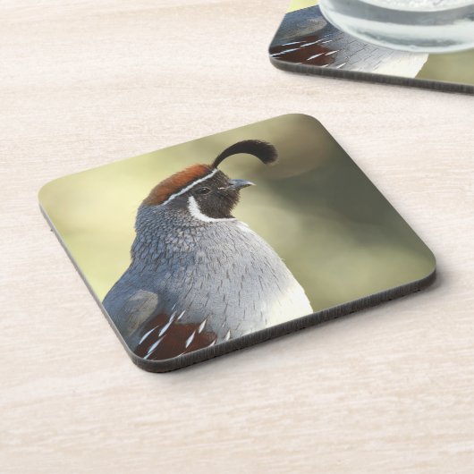 Männchen Quail Getränkeuntersetzer (Linke Seite)