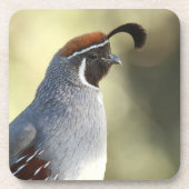 Männchen Quail Getränkeuntersetzer (Vorderseite)