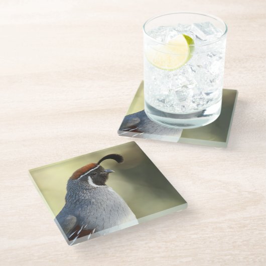 Männchen Quail Glasuntersetzer (Schrägansicht)