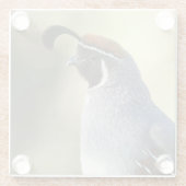 Männchen Quail Glasuntersetzer (Rückseite)