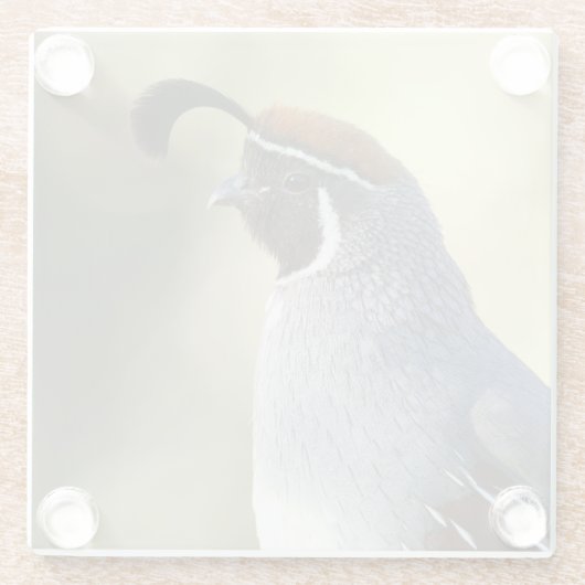 Männchen Quail Glasuntersetzer (Rückseite)