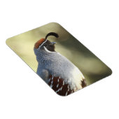 Männchen Quail Magnet (Rechte Seite)