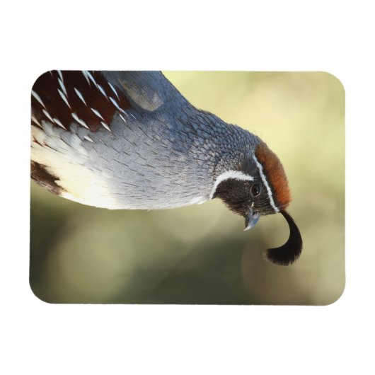 Männchen Quail Magnet (Horizontal)