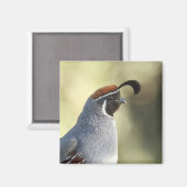 Männchen Quail Magnet (Vorderseite/Rückseite)