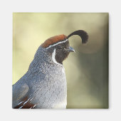 Männchen Quail Magnet (Vorne)
