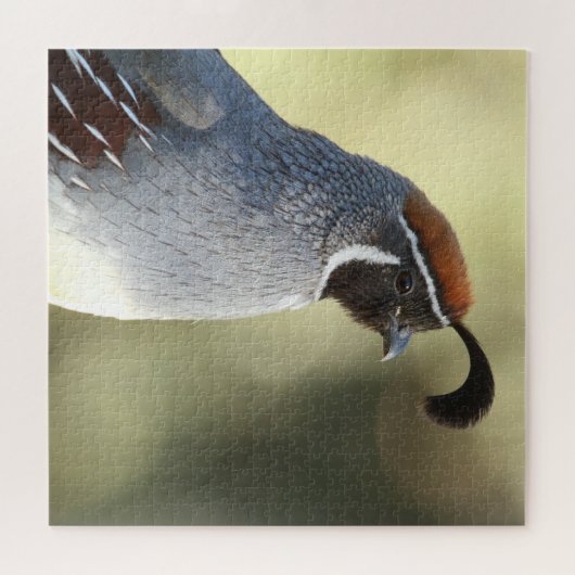 Männchen Quail Puzzle (Horizontal)