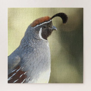 Männchen Quail Puzzle