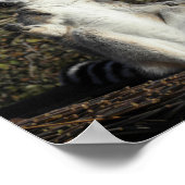 Mannequin Challenged Lemurs Poster (Ecke)