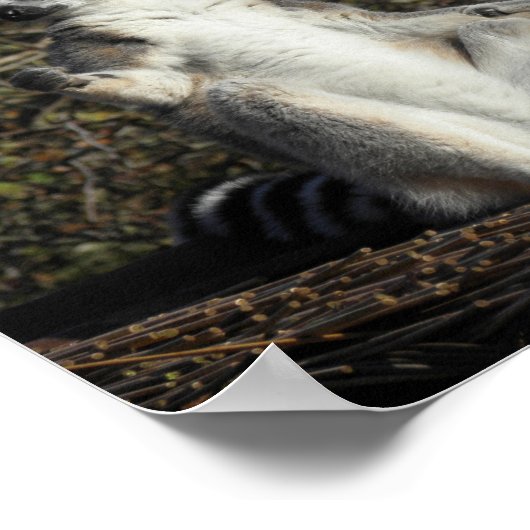 Mannequin Challenged Lemurs Poster (Ecke)