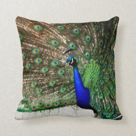 Männerfederanzeige Kissen