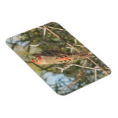 Männerhaus Finch Magnet (Rechte Seite)