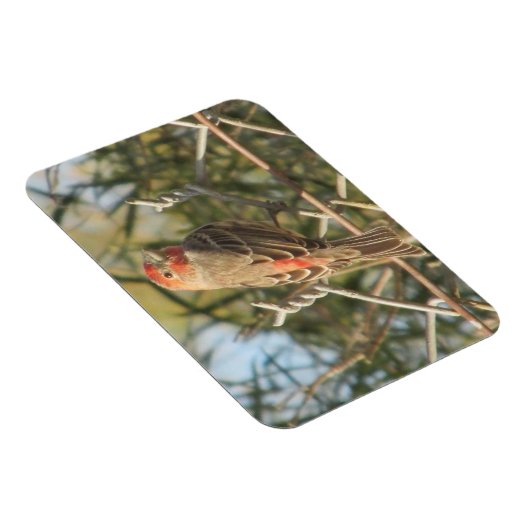 Männerhaus Finch Magnet (Rechte Seite)