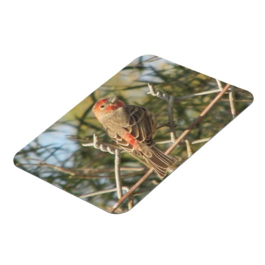 Männerhaus Finch Magnet (Linke Seite)