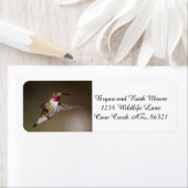 Männlich Broad - schwänzender Kolibri (Insitu)