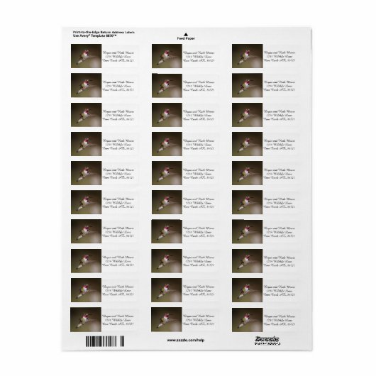 Männlich Broad - schwänzender Kolibri (Vorne)