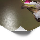 Männlich Broad - schwänzender Kolibri Fotodruck (Ecke)