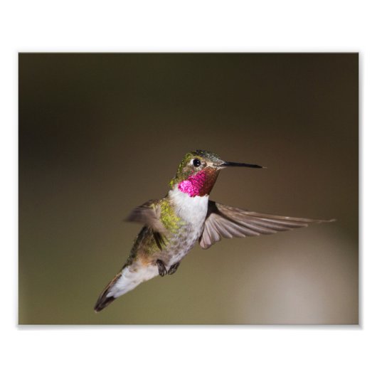 Männlich Broad - schwänzender Kolibri Fotodruck (Vorne)