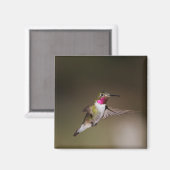 Männlich Broad - schwänzender Kolibri Magnet (Vorderseite/Rückseite)
