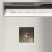 Männlich Broad - schwänzender Kolibri Magnet (In Situ (Geschirrspüler))