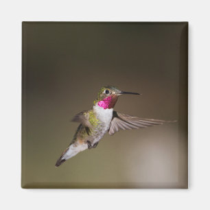 Männlich Broad - schwänzender Kolibri Magnet