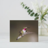 Männlich Broad - schwänzender Kolibri Postkarte (Stehend Vorderseite)