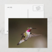 Männlich Broad - schwänzender Kolibri Postkarte (Vorne/Hinten)