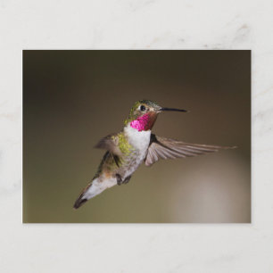 Männlich Broad - schwänzender Kolibri Postkarte