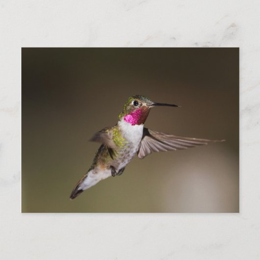 Männlich Broad - schwänzender Kolibri Postkarte (Vorderseite)
